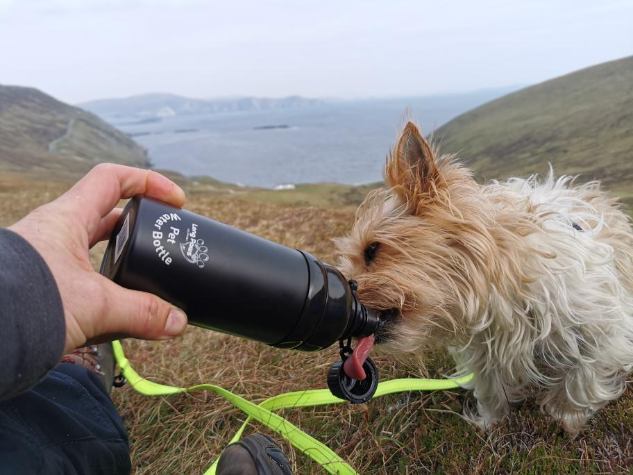 Harleys Companions - Dog Water Bottle, Lick 'n Flow, Black