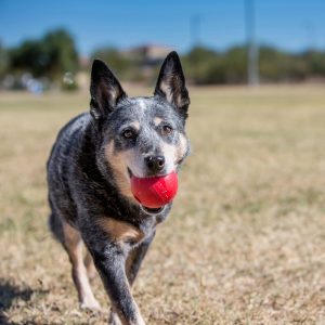 KONG Ball Durable Dog Toy Medium/Large 7.6cm - Red