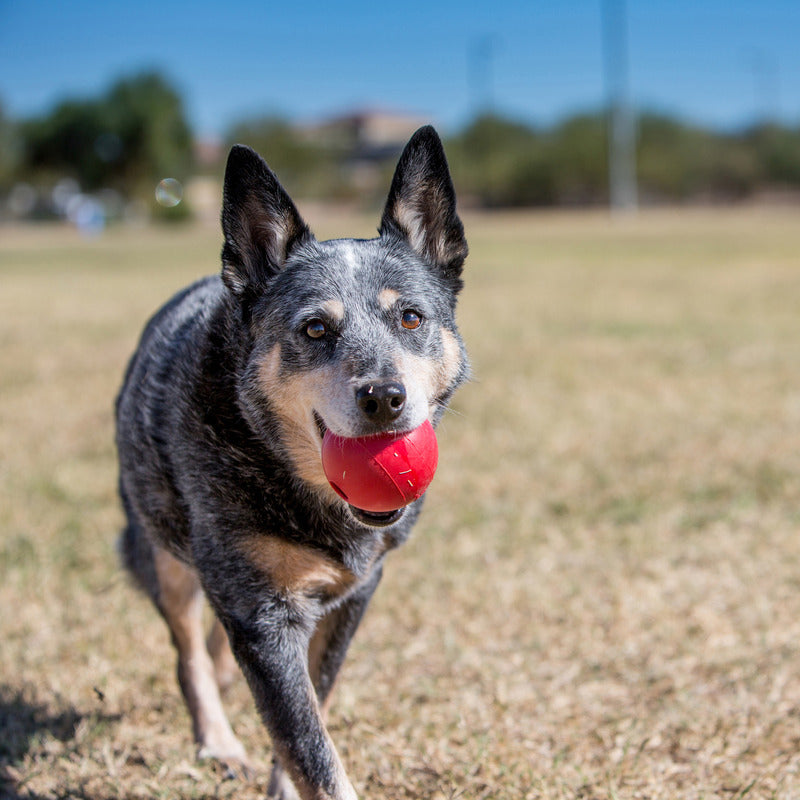 KONG Ball Durable Dog Toy Medium/Large 7.6cm - Red