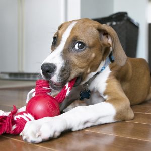 KONG Ball with Rope Durable Dog Toy