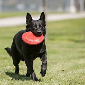 KONG Flyer Durable Flying Disc Dog Toy - Small Red (17.5cm)