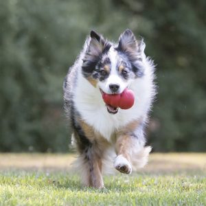 KONG Classic Durable Dog Chew Toy Medium 8.5cm - Red