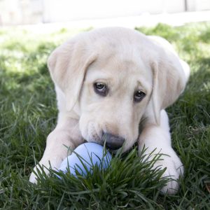 KONG Puppy Durable Chew Dog Toy - X-Small Blue/Pink (5.5cm)