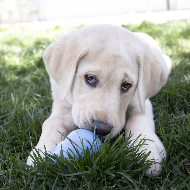 KONG Puppy Durable Chew Dog Toy - X-Small Blue/Pink (5.5cm)