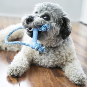 KONG Puppy Goodie Bone with Rope Treat Dispensing Dog Toy - X-Small Blue/Pink
