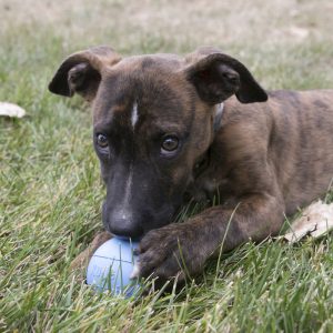 KONG Puppy Durable Fetch Dog Toy - Ball Medium/Large