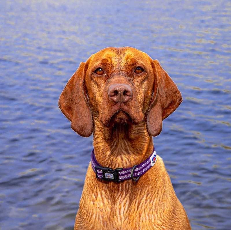 Harleys Companions - Comfort Reflective Padded Dog Collar | Purple