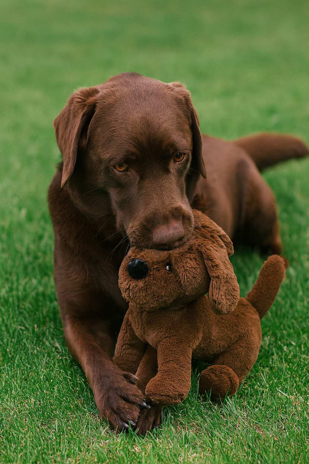 Harleys Companions - Muttley Crew Chocolate Labrador Shaped Dog Toy, XL