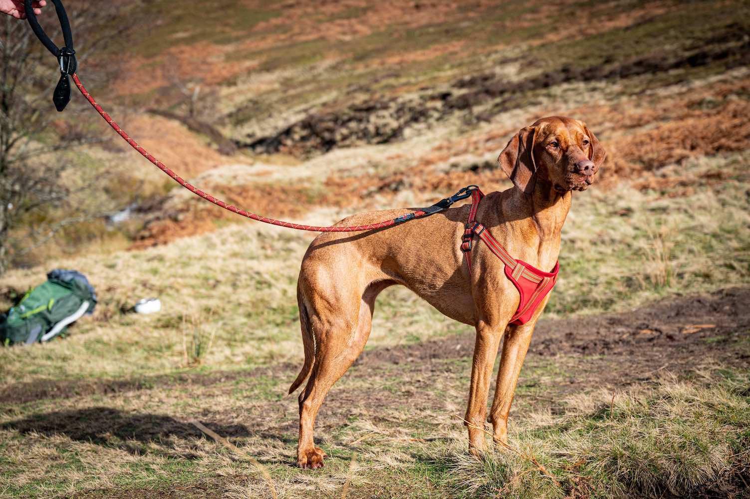 Harleys Companions - Comfort Step-in Dog Harness  | Reflective | Orange / Red