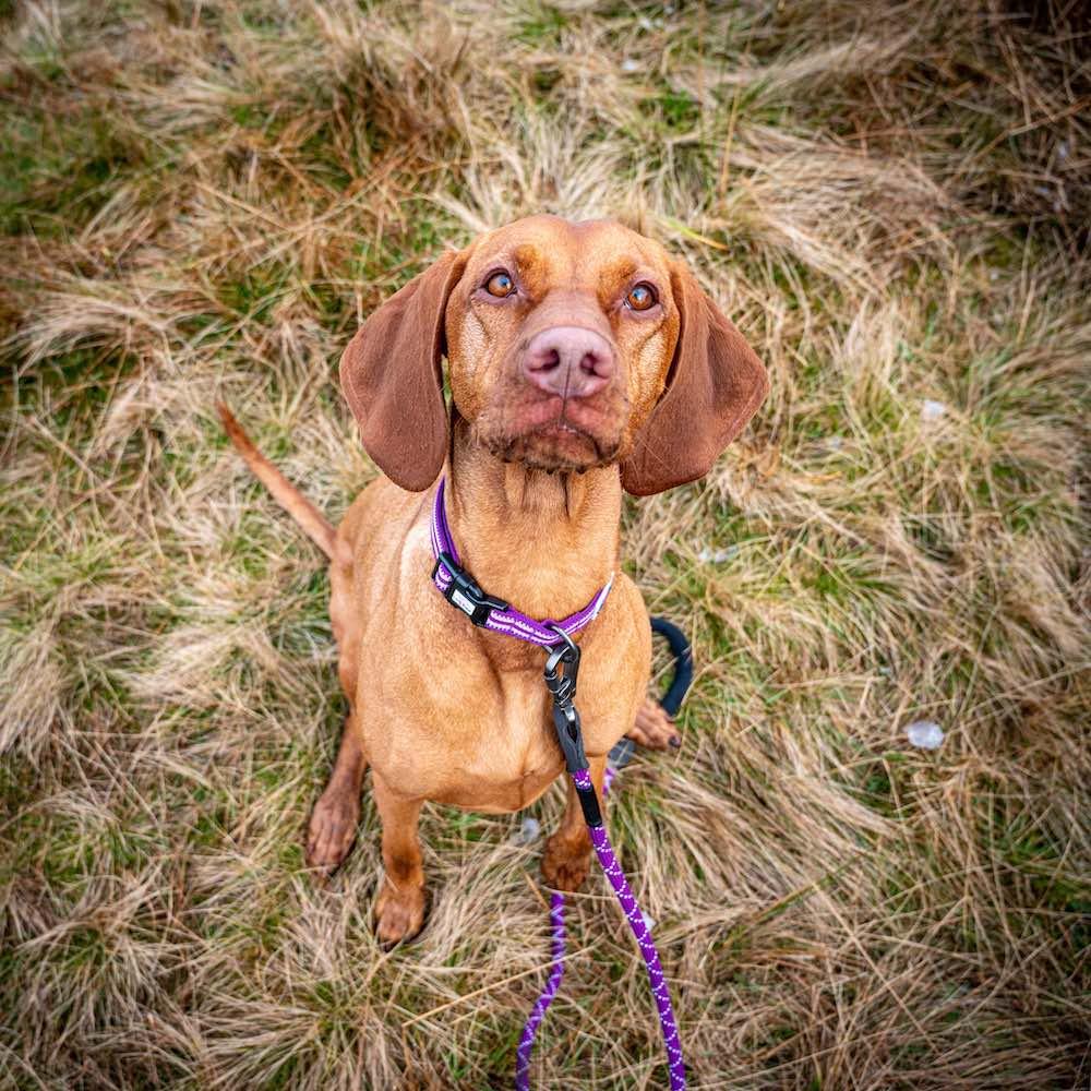Harleys Companions - Comfort Reflective Padded Dog Collar | Purple
