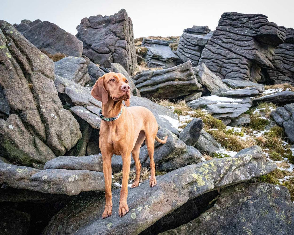 Harleys Companions - Earth Friendly - Trig Point Collar