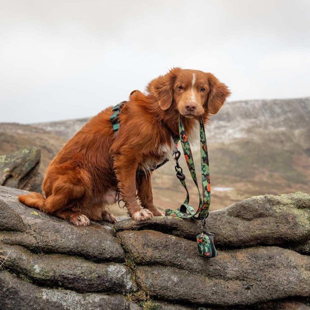 Harleys Companions - Earth Friendly - Trig Point Collar & Lead Set
