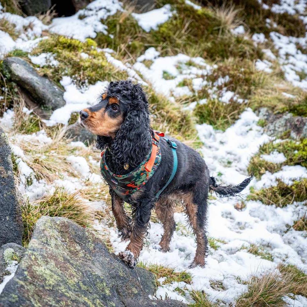 Harleys Companions - Earth Friendly - Trekker Harness and Lead Set