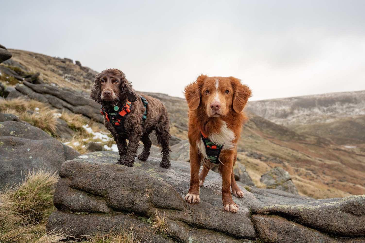 Harleys Companions - Earth Friendly - Trig Point Harness