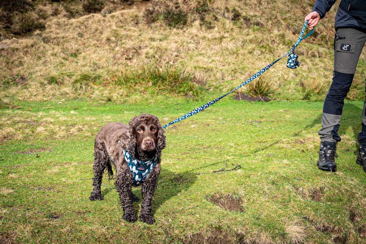 Harleys Companions - Funk The Dog Lead | Llama Llama Llama