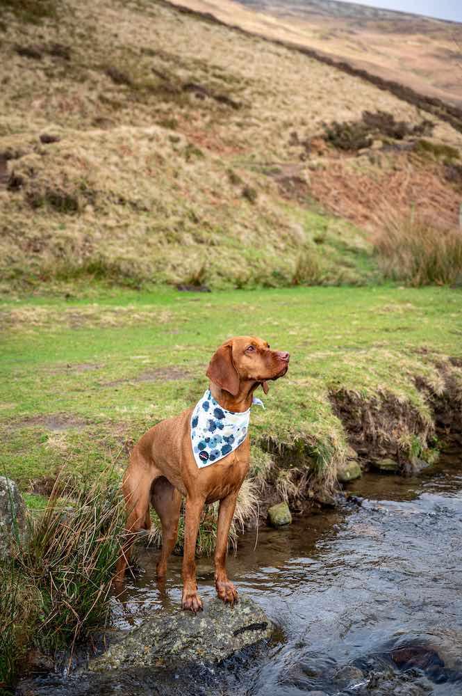Harleys Companions - Funk The Dog Bandana | Paint Splodge Grey, Green, Yellow & White