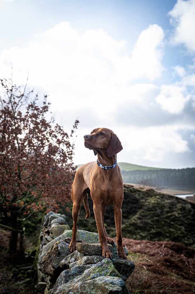 Harleys Companions - Funk the Dog Collar & Lead Set | Paint Splodge Grey