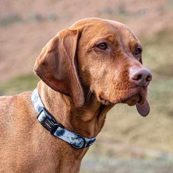 Harleys Companions - Funk the Dog Collar & Lead Set | Paint Splodge Grey