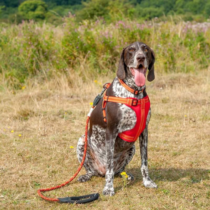 Harleys Companions - Comfort Step-in Dog Harness  | Reflective | Orange / Red