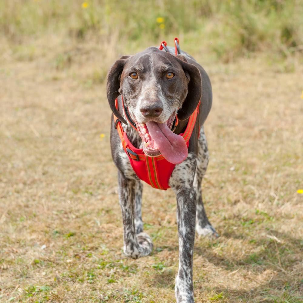 Harleys Companions - Comfort Step-in Dog Harness  | Reflective | Orange / Red