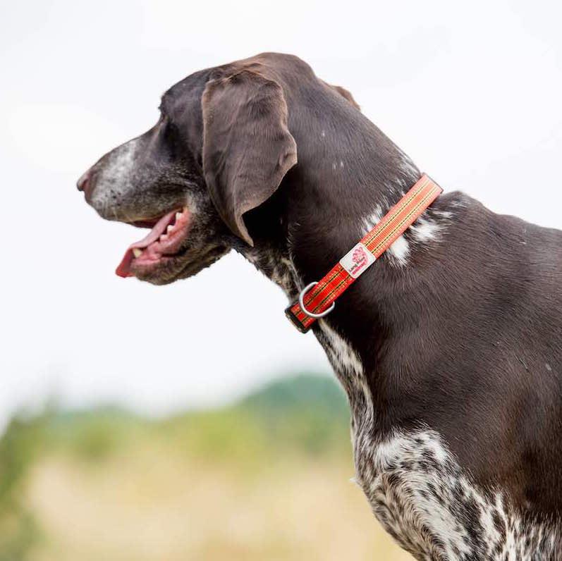 Harleys Companions - Comfort Reflective Padded Dog Collar | Orange / Red