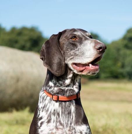 Harleys Companions - Comfort Reflective Padded Dog Collar | Orange / Red