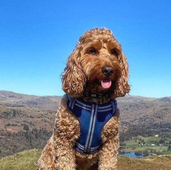 Harleys Companions - Comfort Step-in Dog Harness  | Reflective | Navy Blue