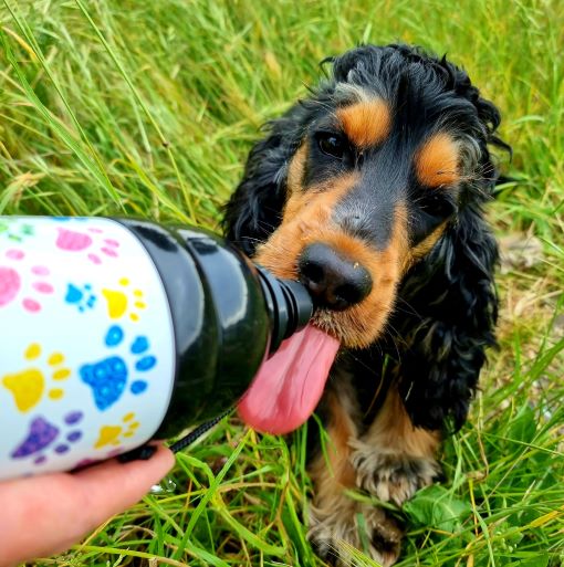 Harleys Companions - Dog Water Bottle, Lick 'n Flow, Paws