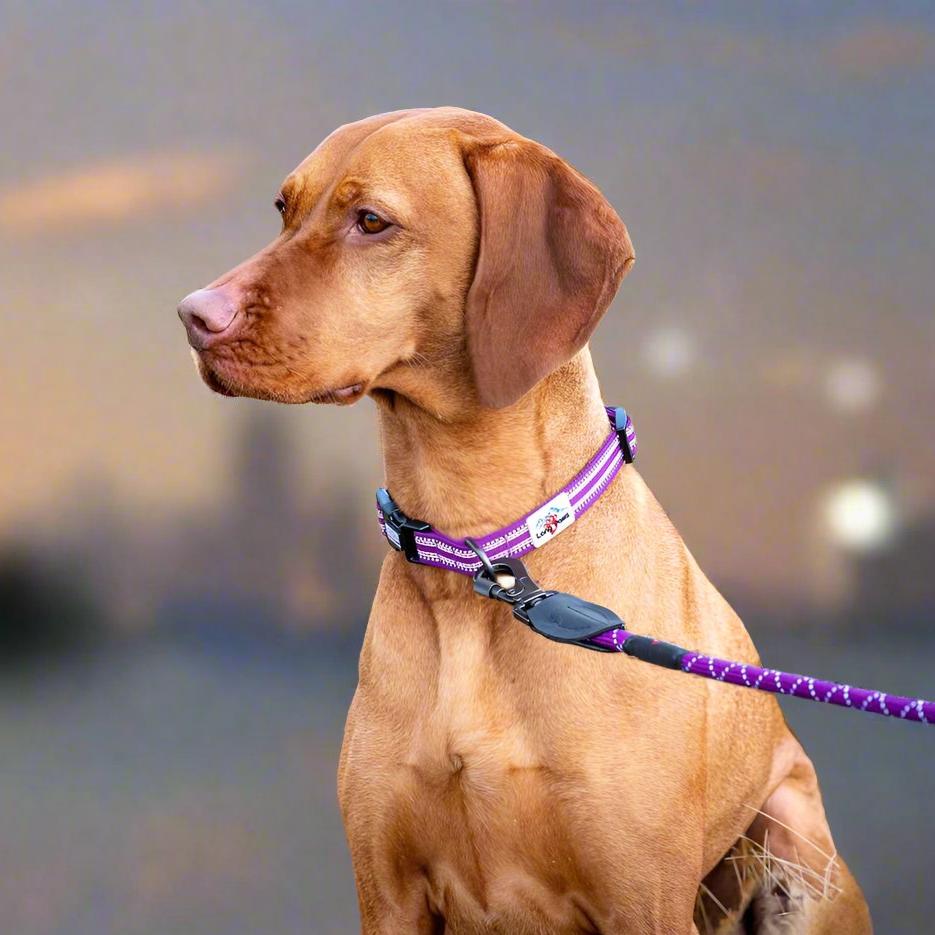 Harleys Companions - Comfort Reflective Padded Dog Collar | Purple