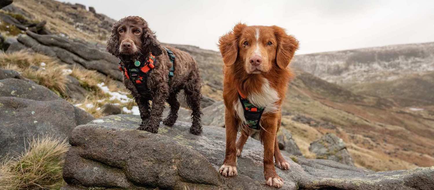 Harleys Companions - Earth Friendly - Trig Point Harness and Lead Set