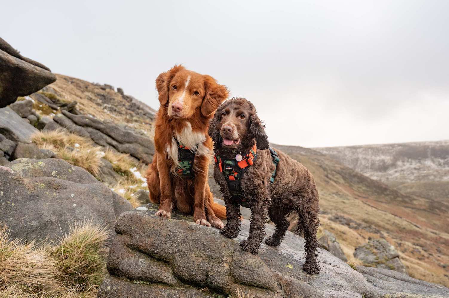 Harleys Companions - Earth Friendly - Trig Point Harness and Lead Set