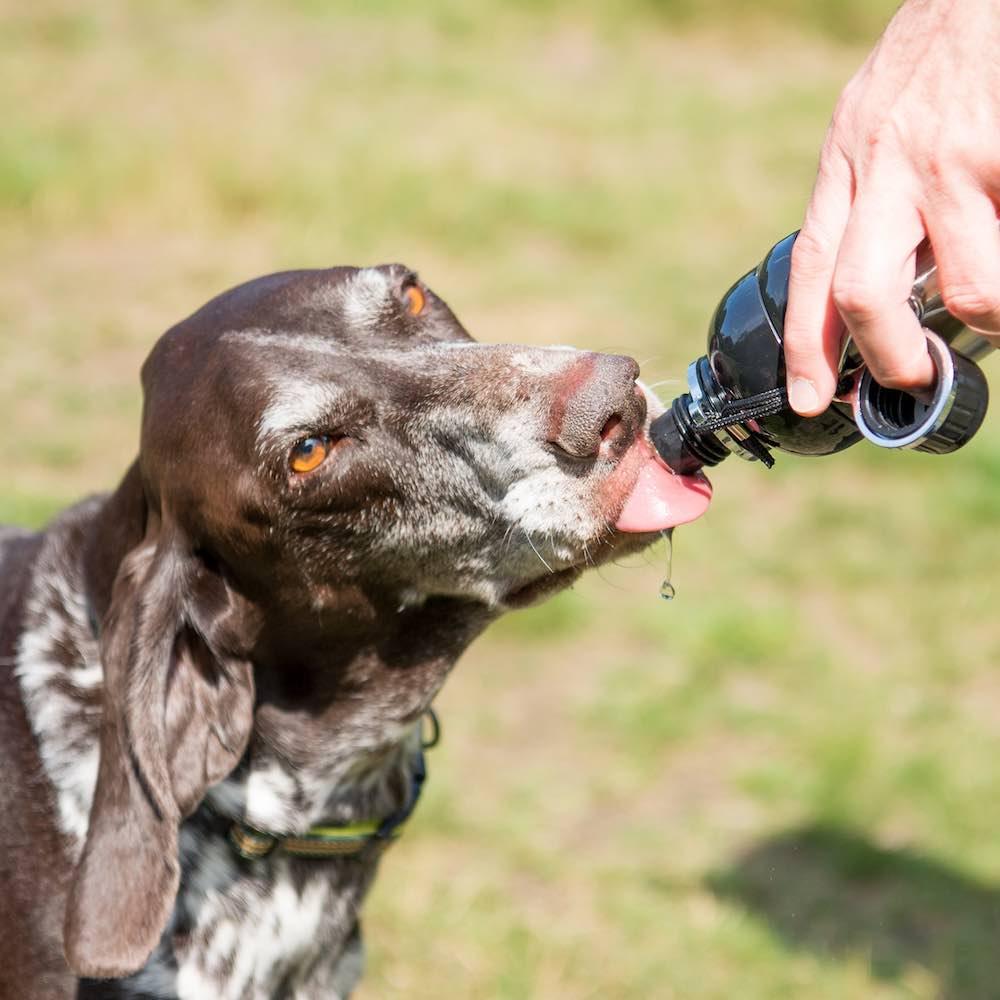 Harleys Companions - Dog Water Bottle, Lick 'n Flow, Black