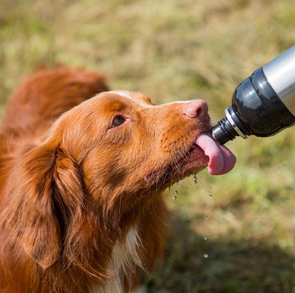 Harleys Companions - Dog Water Bottle, Lick 'n Flow, Silver