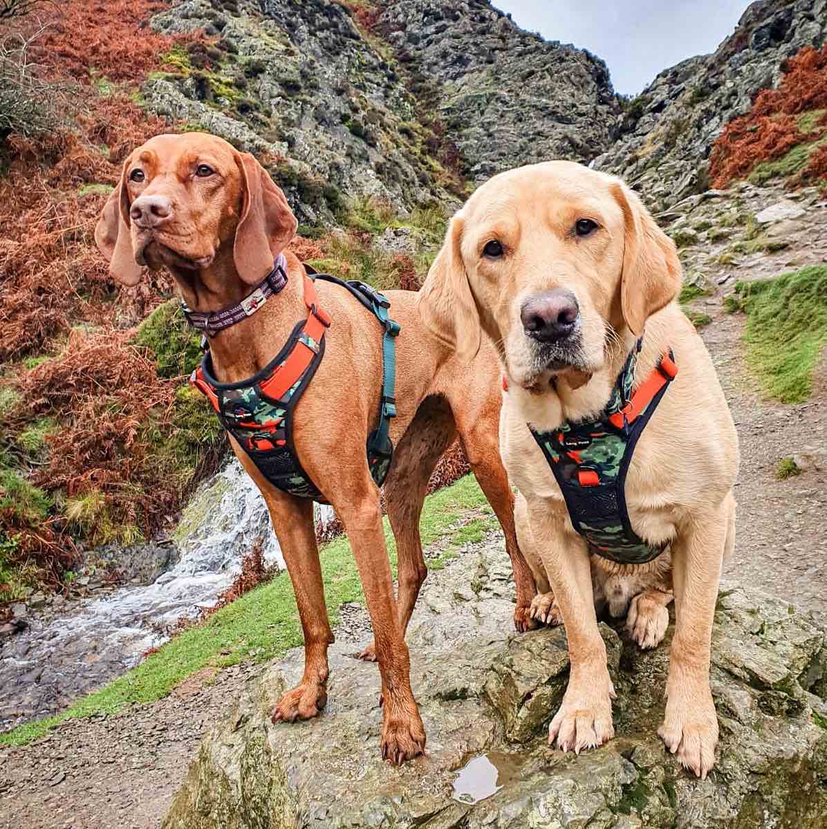 Harleys Companions - Earth Friendly - Trig Point Harness and Lead Set