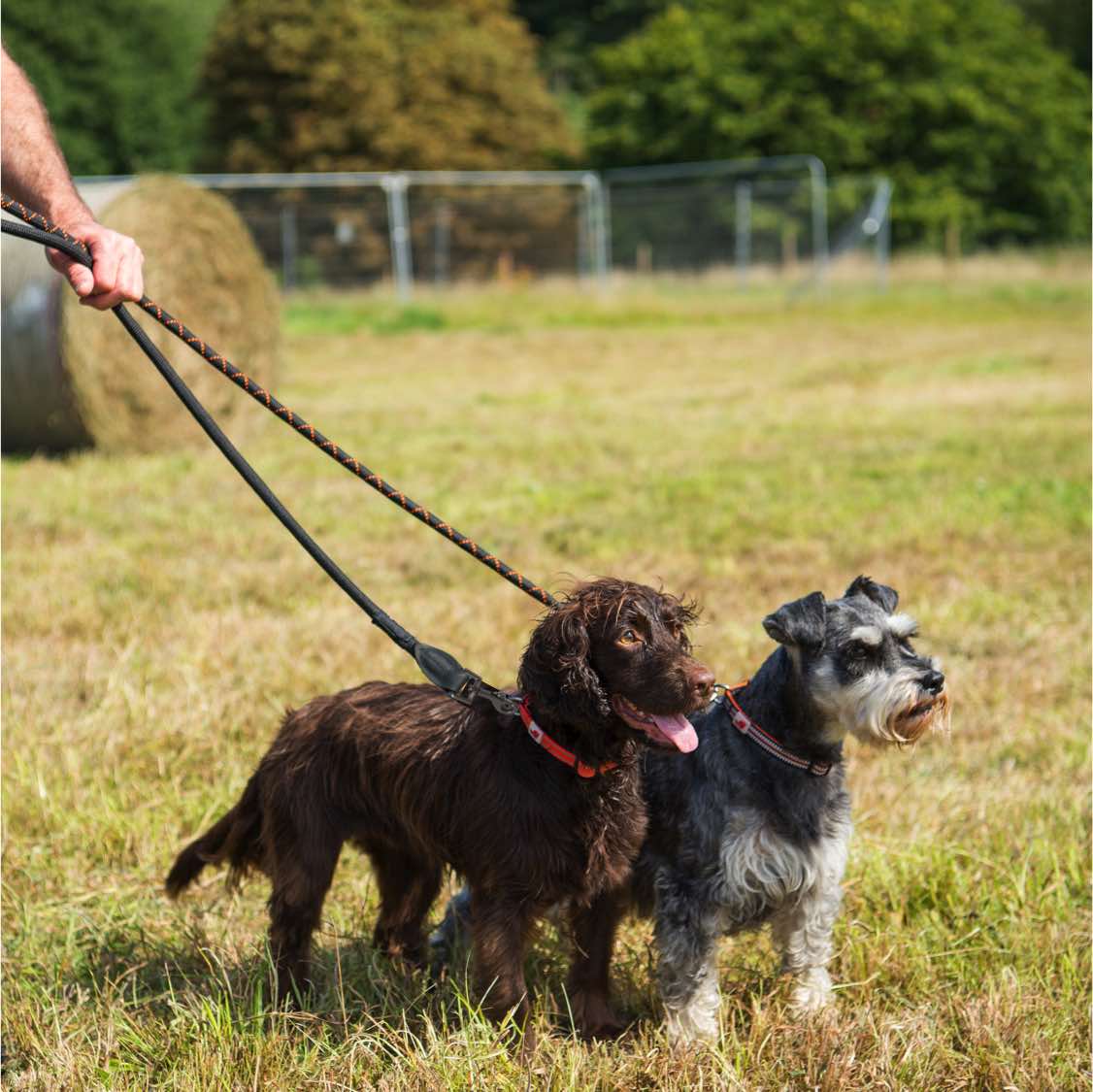 Harleys Companions - Comfort Rope Lead | TRIGGER Clip | Black with Orange Stripes 80cm