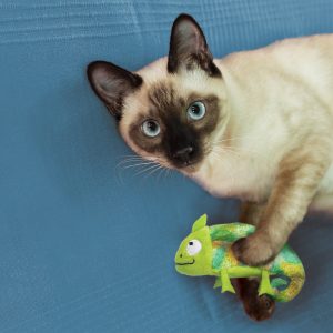 KONG Refillable Catnip Chameleon Plush Cat Toy