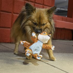KONG Floppy Knots Fox Squeaky Tug Dog Toy - Small/Medium