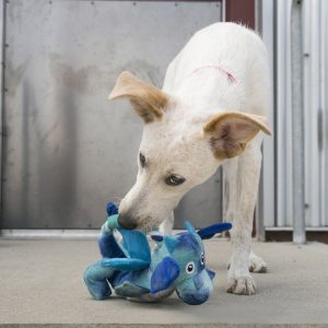 KONG Dragon Knots Squeaky Dog Toy Medium/Large - Assorted