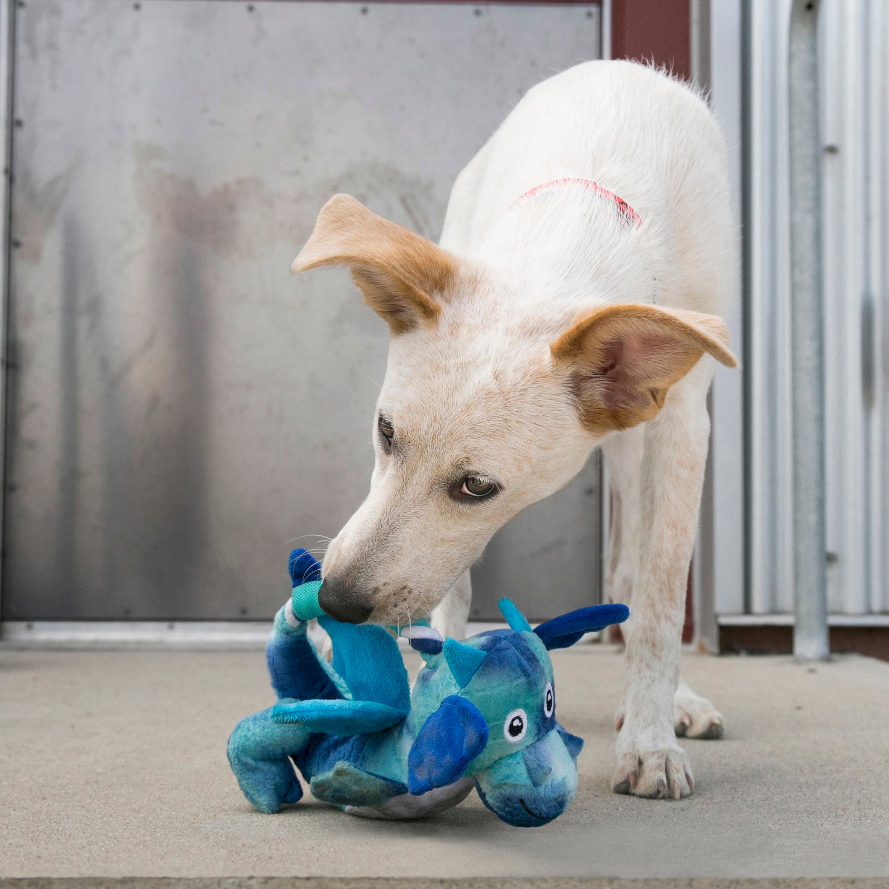 KONG Dragon Knots Squeaky Dog Toy Medium/Large - Assorted