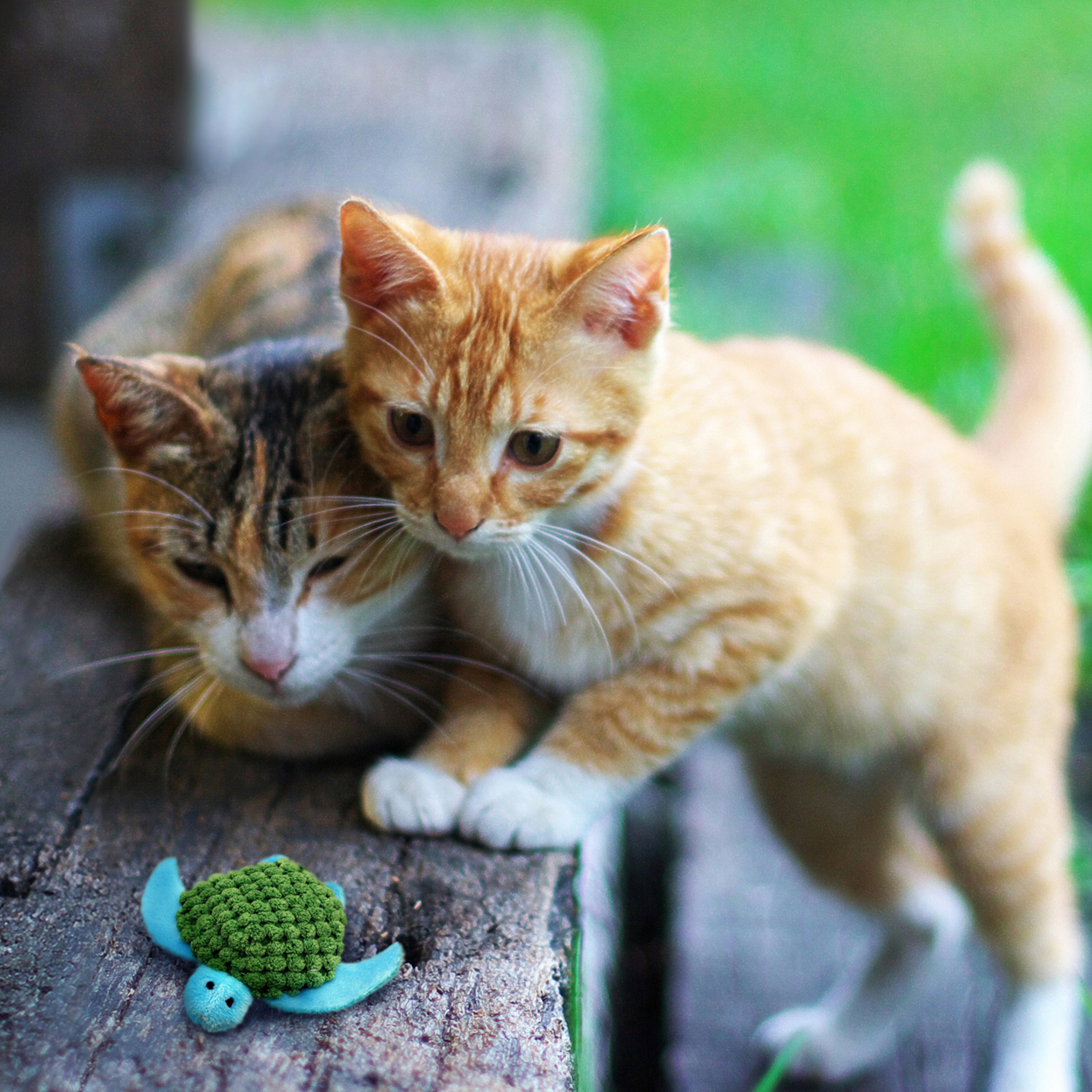 KONG Refillable Catnip Turtle Plush Cat Toy 11cm