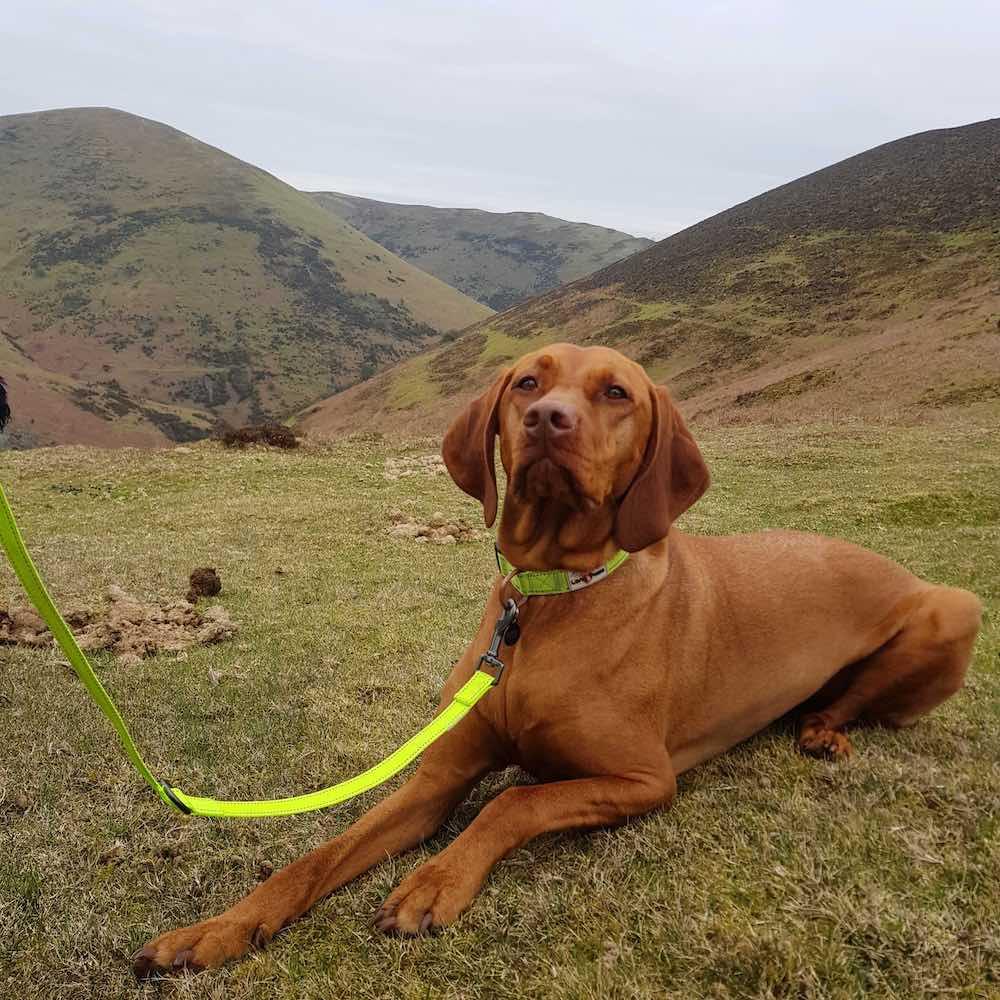 Harleys Companions - Neon Collar & Multi-function Training Lead Set | Hi Viz