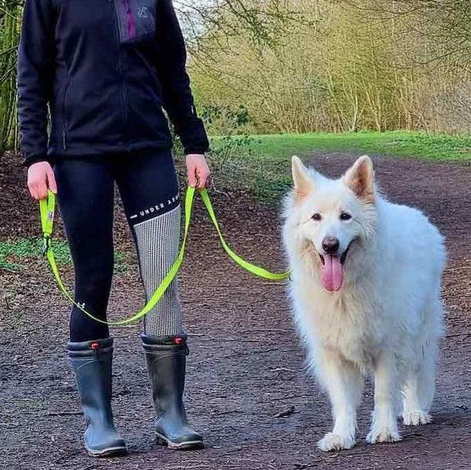 Harleys Companions - Neon Collar & Multi-function Training Lead Set | Hi Viz