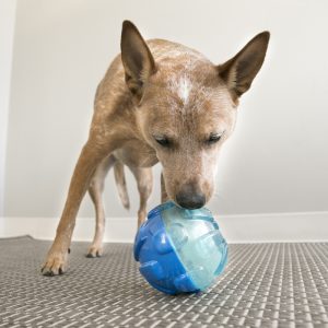KONG Rewards Ball Treat Dispensing Dog Toy - Large