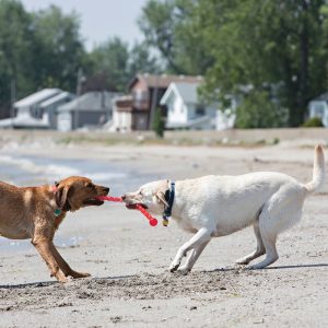 KONG Safestix Durable Fetch Dog Toy - Medium (50cm)