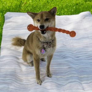KONG Safestix Durable Fetch Dog Toy - Small (30cm)