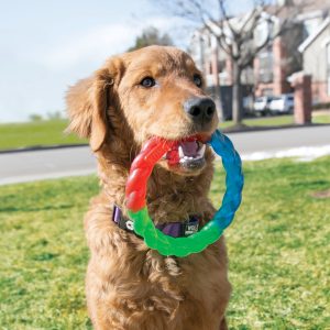 KONG Twistz Ring Durable Fetch Dog Toy - Small
