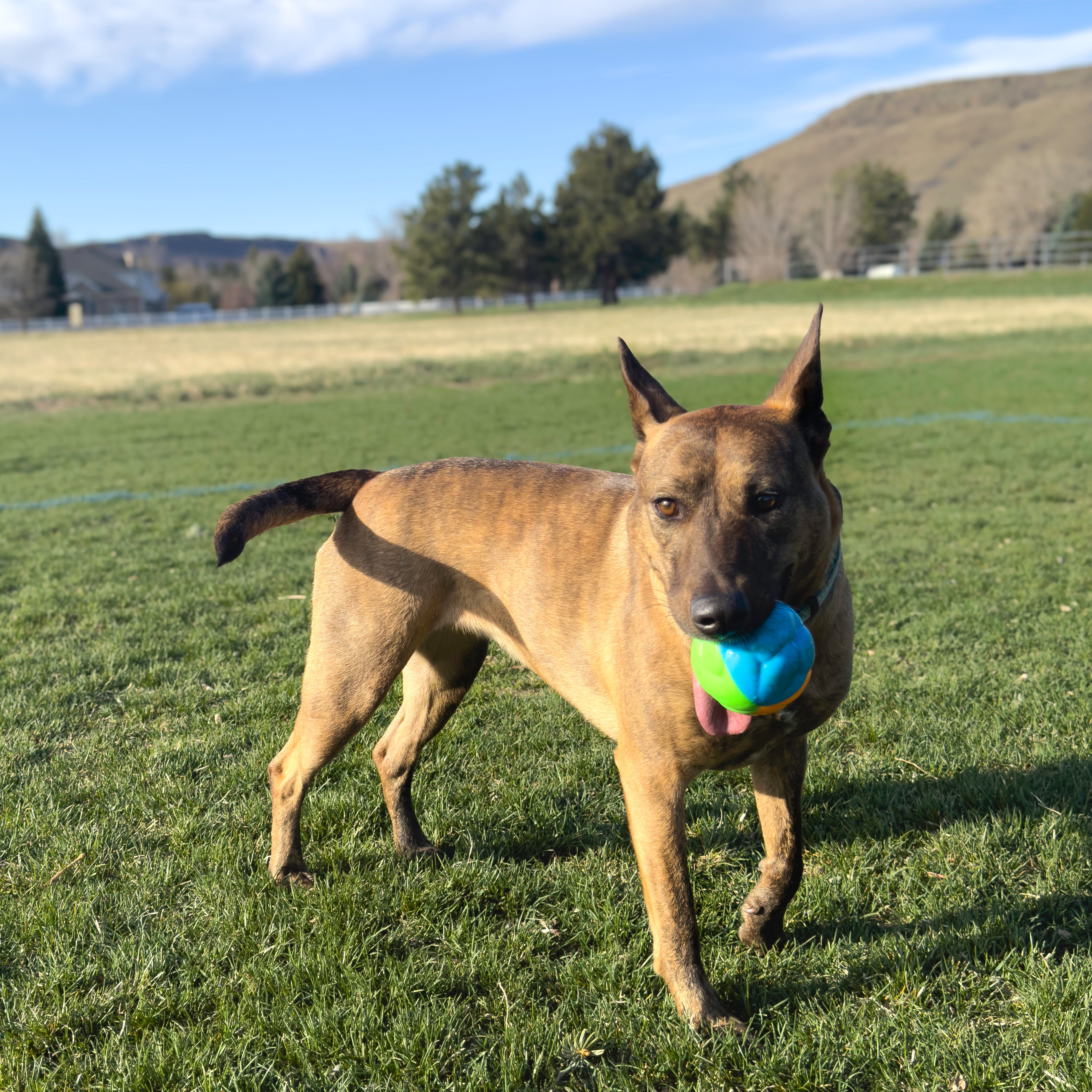 KONG Twistz High-Viz Ball Lg