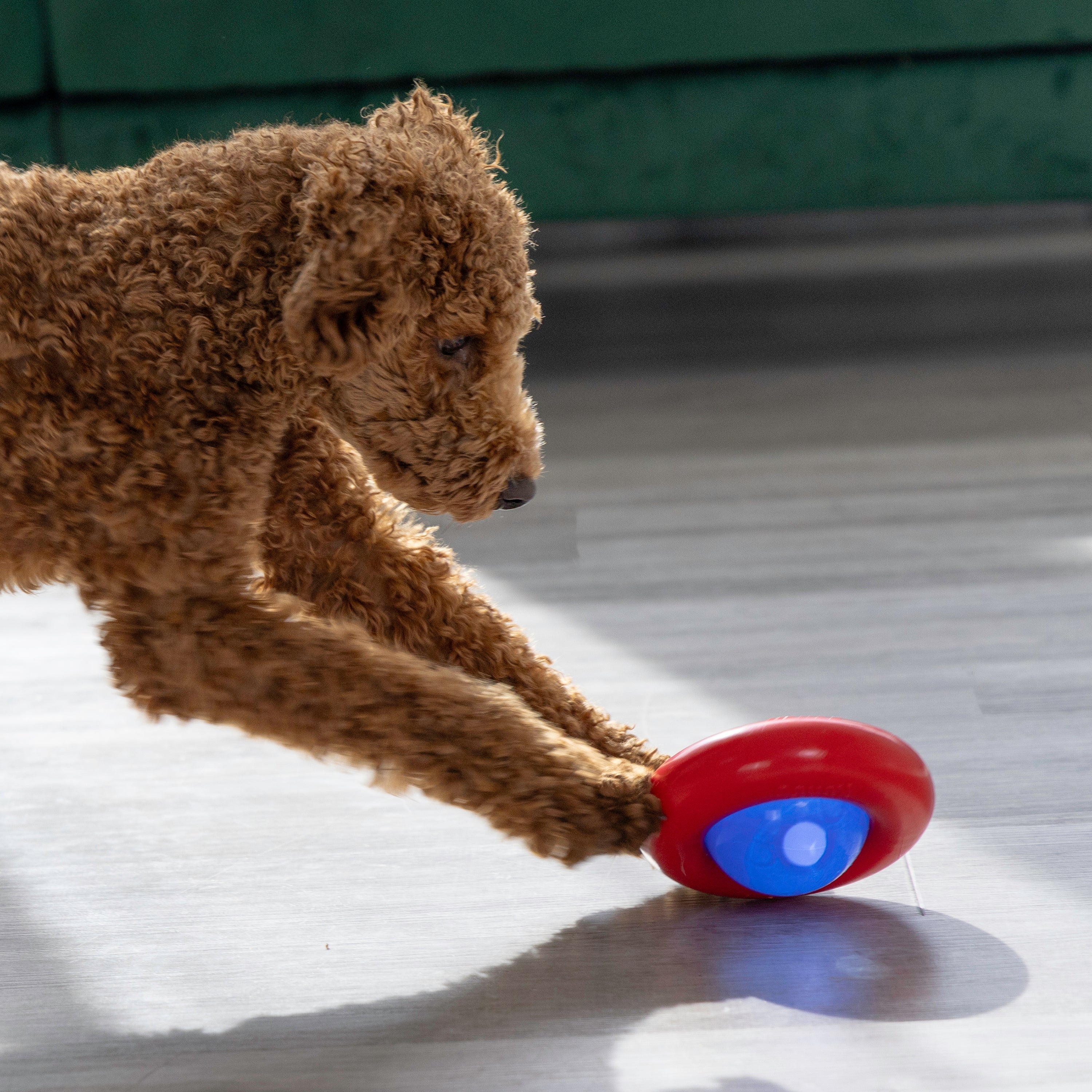 KONG Gyro Treat Dispensing Dog Toy - Small