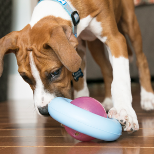 KONG Gyro Puppy Treat Dispensing Dog Toy - Small Assorted