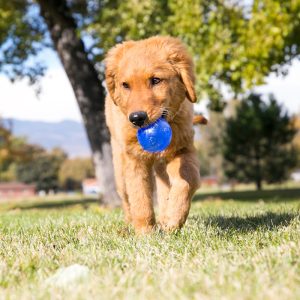 KONG Squeezz Squeaky Fetch Dog Toy - Medium (6cm)
